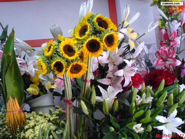 dsc00384.jpg
