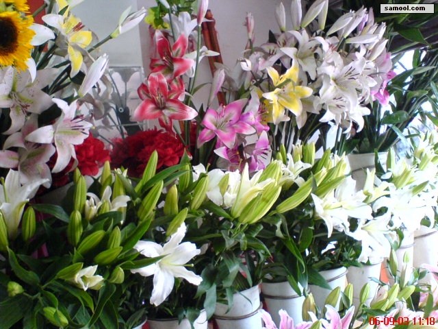 dsc00385.jpg