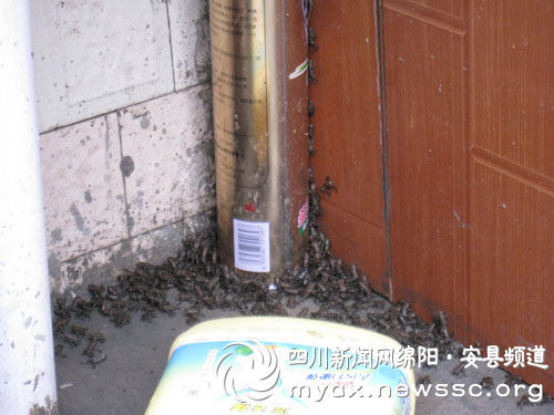 20090507082500dcbed.jpg